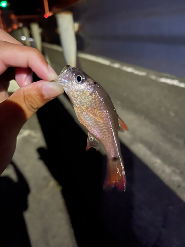 ネンブツダイの釣果