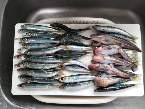 カタクチイワシの釣果