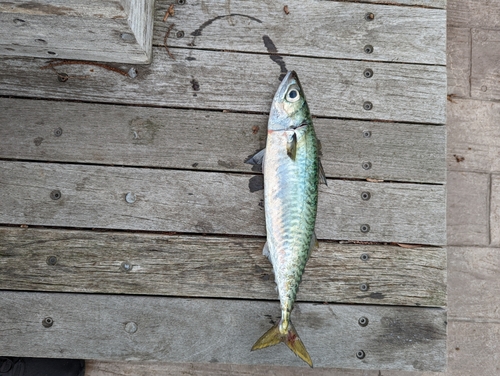 サバの釣果