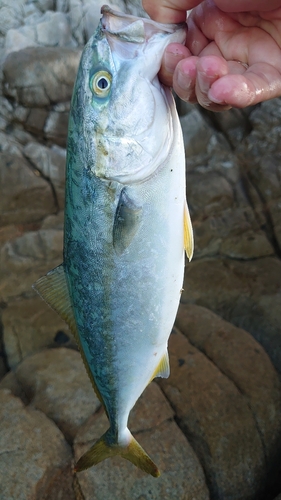 イナダの釣果