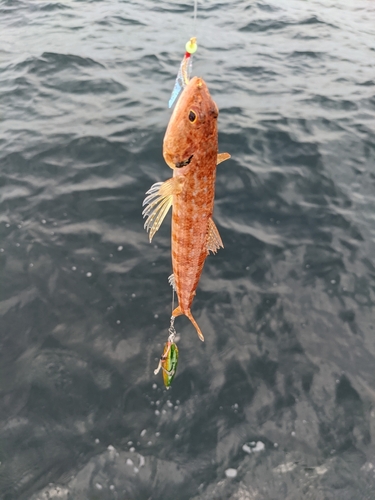 エソの釣果