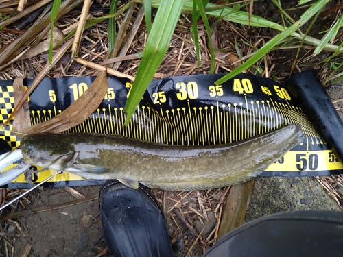 ナマズの釣果