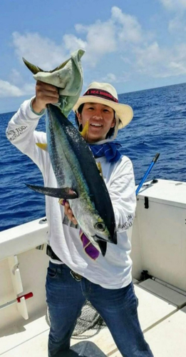 キハダマグロの釣果