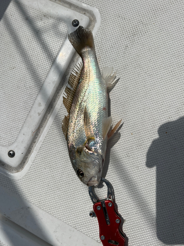 イシモチの釣果