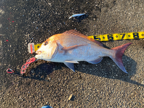 マダイの釣果