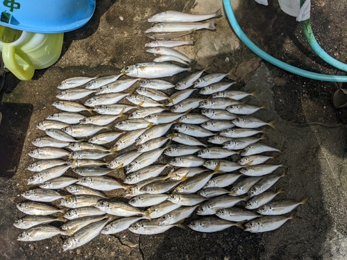 アジの釣果