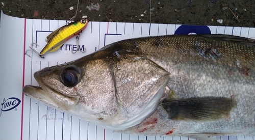 シーバスの釣果