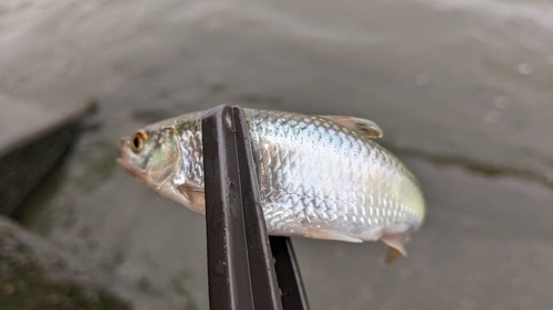 ウグイの釣果