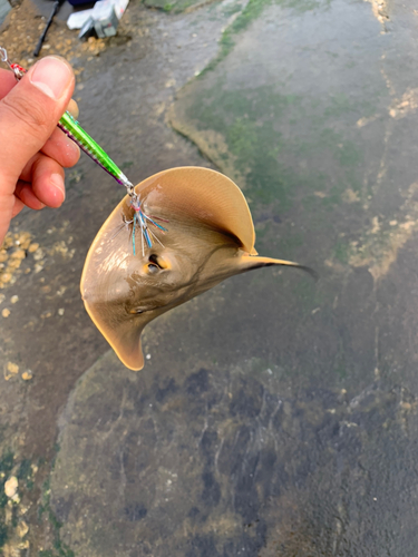 アカエイの釣果