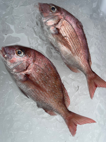 タイの釣果