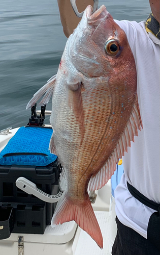 マダイの釣果