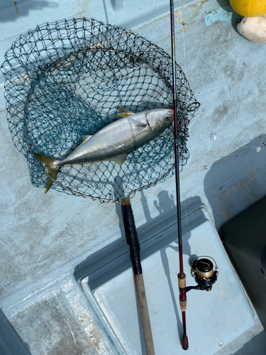 ワラサの釣果