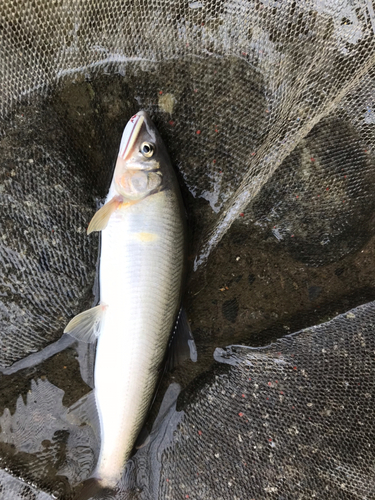 アユの釣果