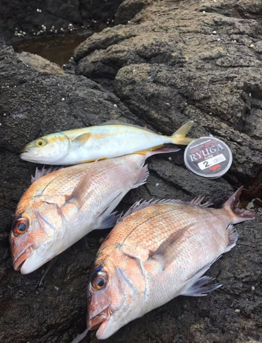 マダイの釣果