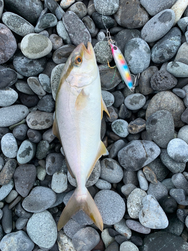 ショゴの釣果