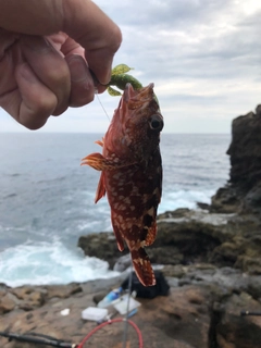 ガシラの釣果