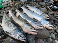 カラフトマスの釣果