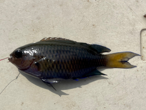 ソラスズメダイの釣果