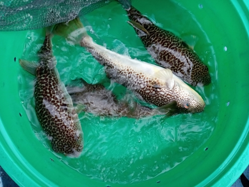 ショウサイフグの釣果