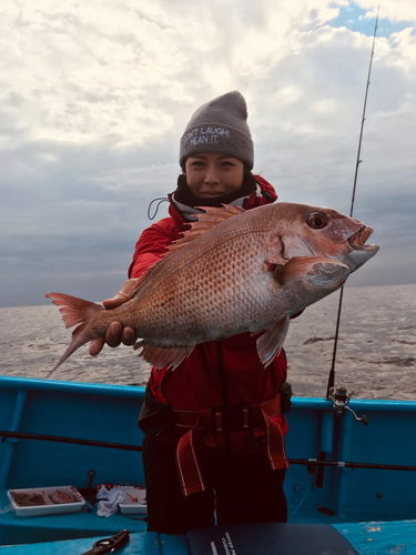 マダイの釣果