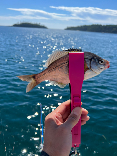 ウミタナゴの釣果