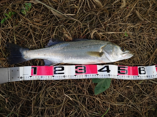 スズキの釣果