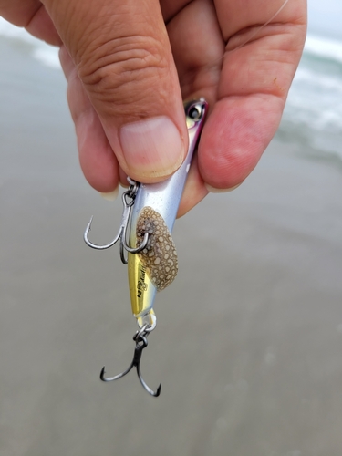 シタビラメの釣果