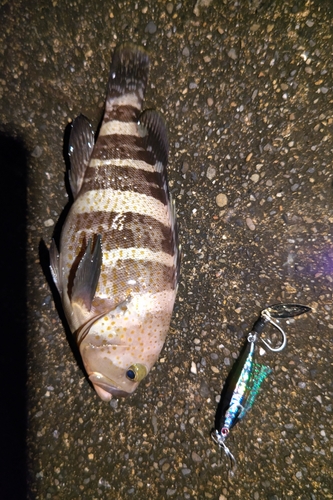 アオハタの釣果