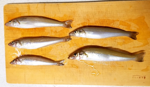 キスの釣果