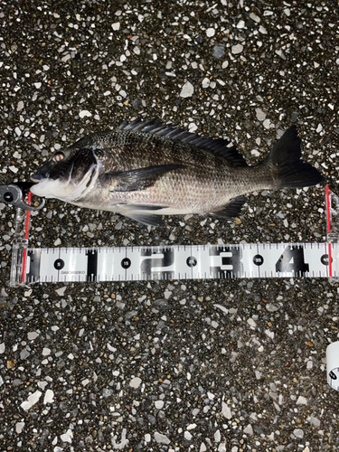 クロダイの釣果