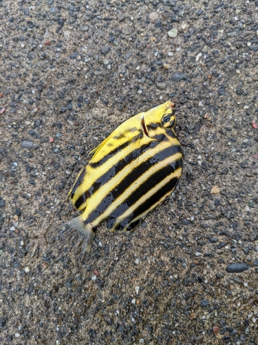 カゴカキダイの釣果