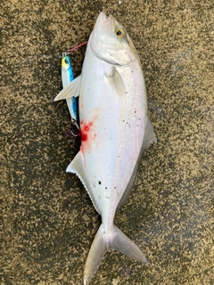 ショゴの釣果