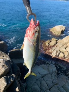 イナダの釣果