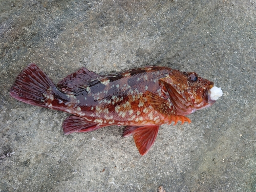 カサゴの釣果