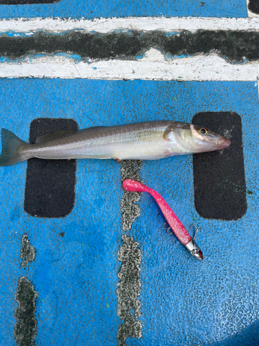 シロギスの釣果