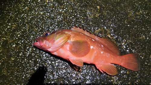 アカハタの釣果