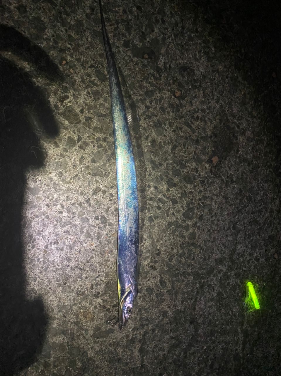 タチウオ