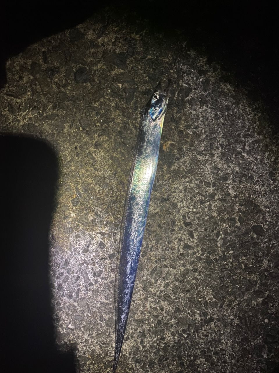 タチウオ