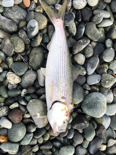 コノシロの釣果