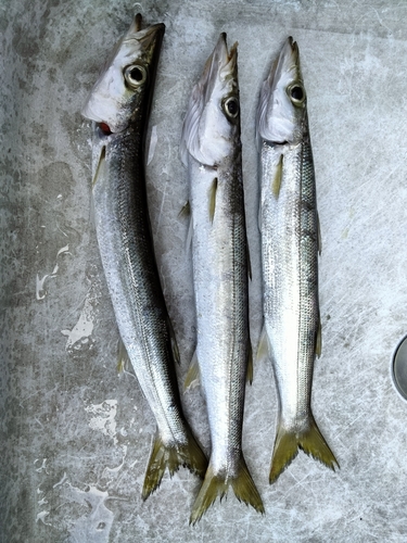 カマスの釣果