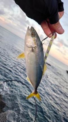 ワカシの釣果