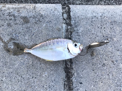 釣果