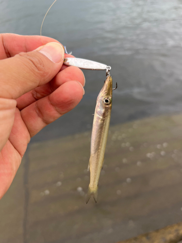 カマスの釣果