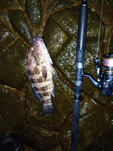 オオモンハタの釣果