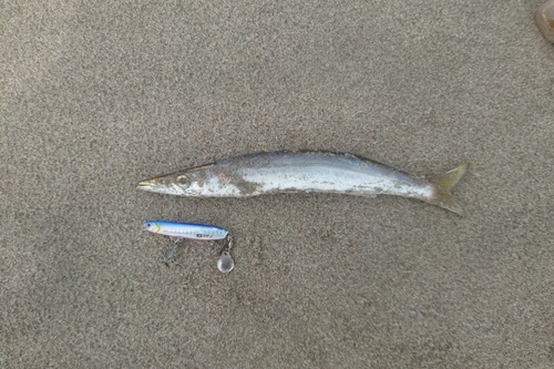 カマスの釣果