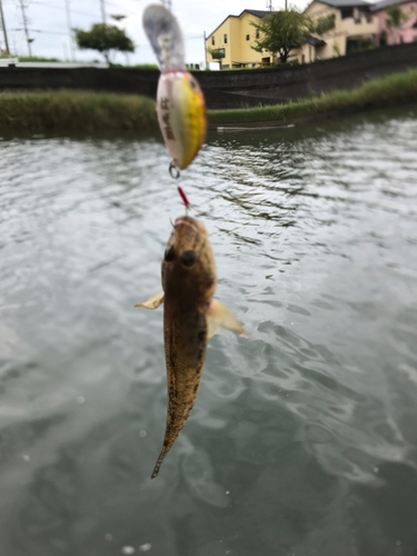 ハゼの釣果