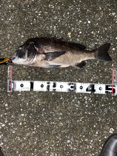 クロダイの釣果