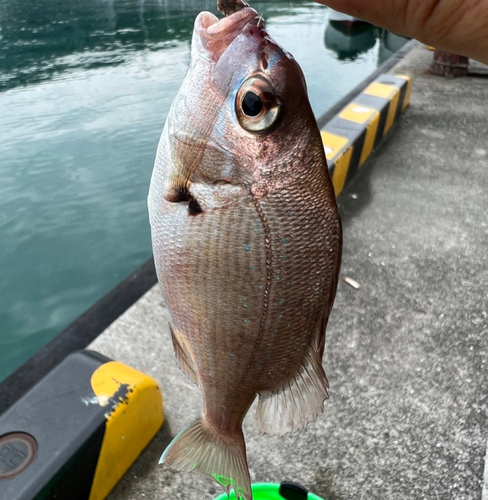 チャリコの釣果