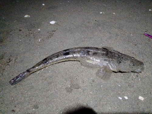 マゴチの釣果