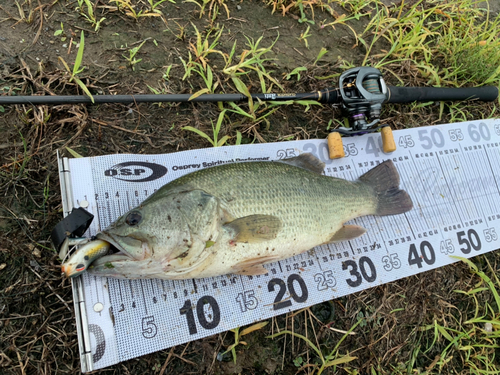 ブラックバスの釣果